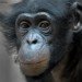 Bonobo 060310_7